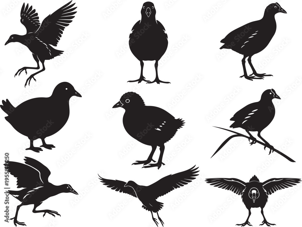 Fototapeta premium Gallinule Water Bird Wetland Silhouette