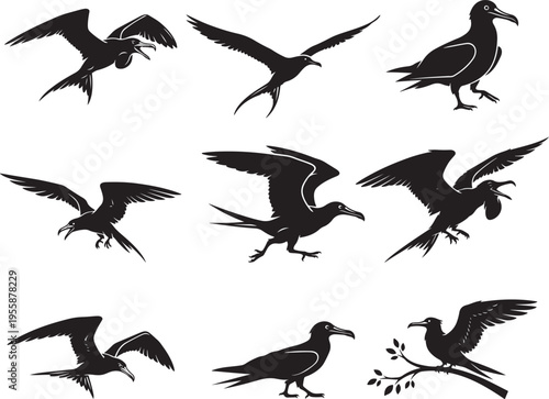 Frigatebird Ocean Soaring Bird Silhouette