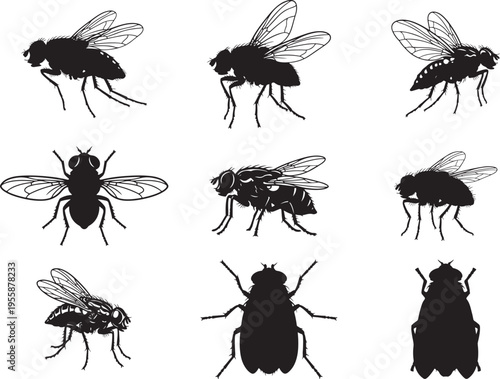 Fruit Fly Tiny Insect Pest Silhouette