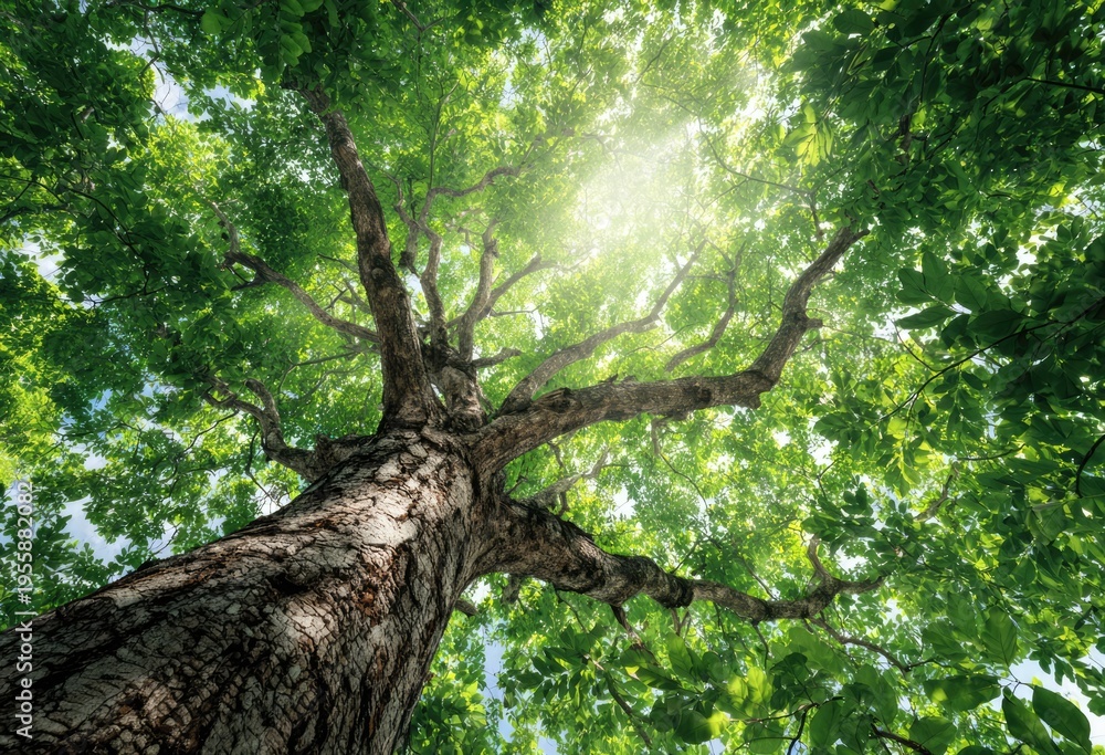 Fototapeta premium Sunlight Through the Canopy - A Worms-Eye View of a Tree.