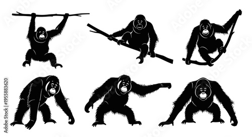 Set of Orangutan Silhouettes in Various Poses, Jungle Primate Actions