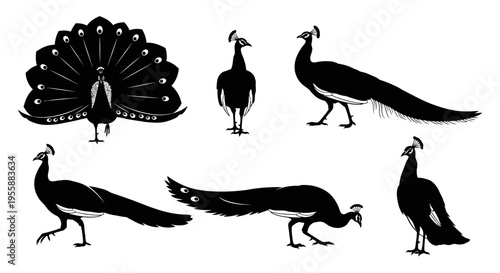 Set of Peacock Silhouettes: Elegant Birds in Various Poses, Black and White Graphic