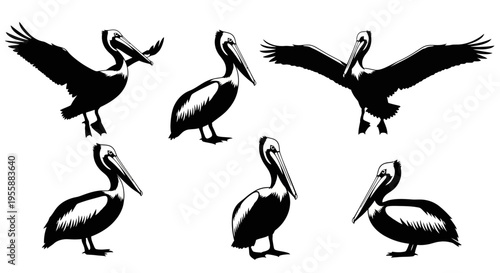 Set of Pelican Silhouettes in Various Poses, Isolated on White Background