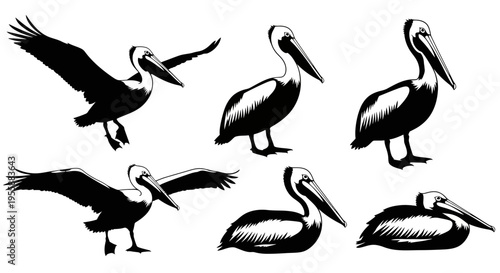 Set of Pelican Silhouettes in Various Poses - Flying, Standing, Resting