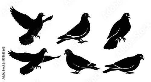 Set of Pigeon Silhouettes: Flying and Standing Pigeons in Black and White
