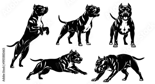 Set of Pitbull Dog Silhouettes in Dynamic Poses, Black and White Vector Art