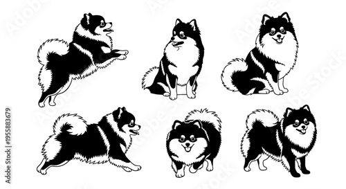 Set of Pomeranian Dog Poses, Black and White Silhouette Vector Illustrations