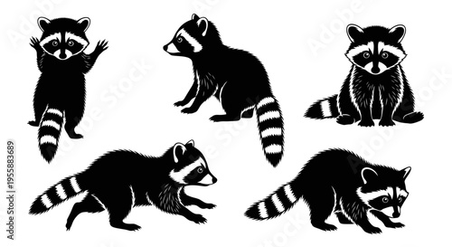 Set of Raccoon Poses: Cute Wildlife Mammals, Vector Silhouettes on White Background