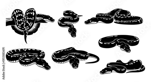 Set of Python Snake Illustrations, Black and White Vector Graphics