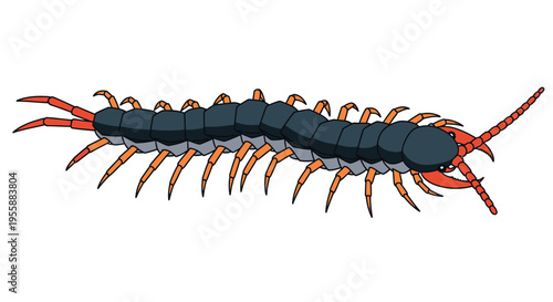 Centipede with orange and black legs.