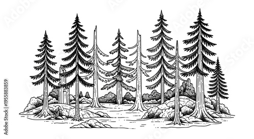 Evergreen trees in a forest.