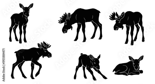 Set of Moose Silhouettes: Calf, Adult Male, and Female in Various Poses