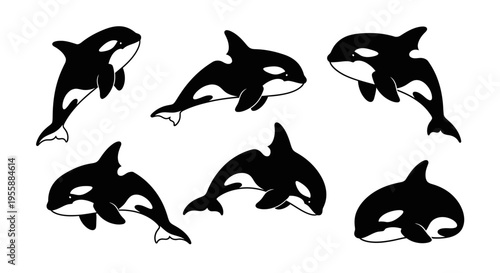 Set of Orca Whales, Killer Whales, Marine Mammals, Black and White, Ocean Life, Vector Illustrations