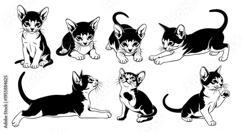 Set of Oriental Shorthair Kittens Poses, Black and White Line Art Illustration