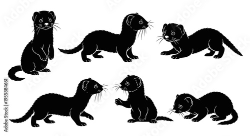 Set of Silhouettes of Ferrets in Various Poses, Black and White Vector Illustration