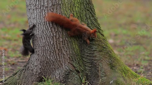 Playful Red Squirrel Foraging for Nuts in the Forest Canopy