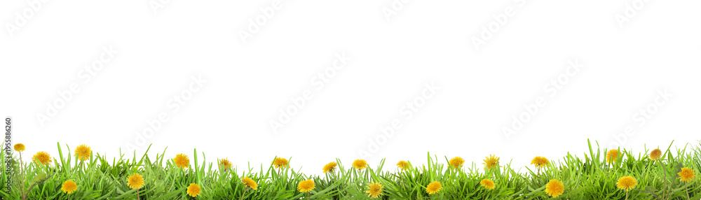 Fototapeta premium Yellow dandelions growing in green grass against white background, banner design. Spring season