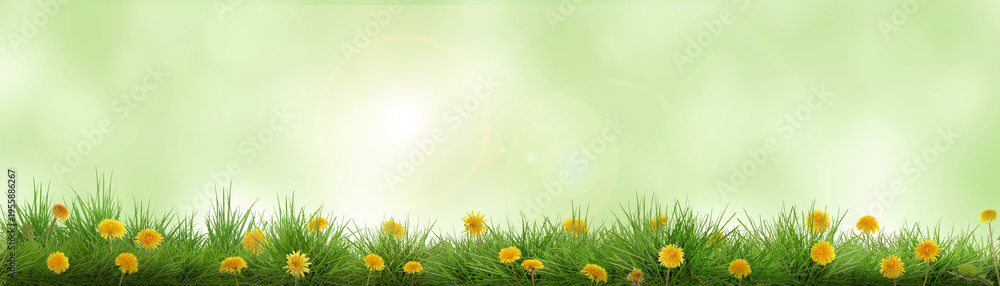 Fototapeta premium Yellow dandelions growing among lush grass against blurred green background, banner design. Spring season