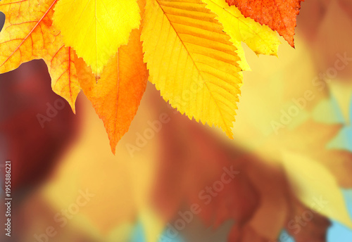 Bright autumn leaves as background. Fall season