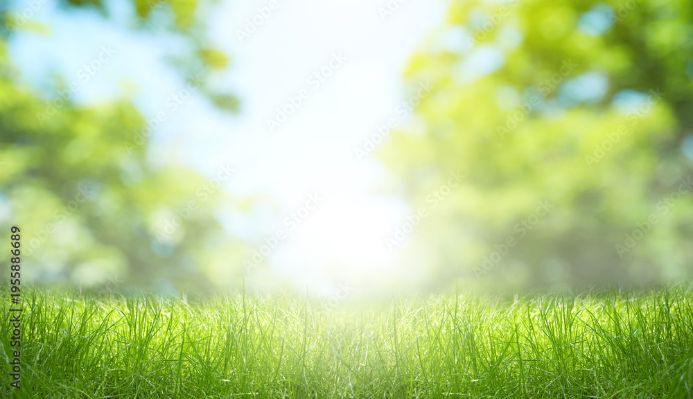 Fototapeta premium Sunlit meadow with lush green grass on spring day