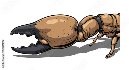 Insect with large claw closeup.