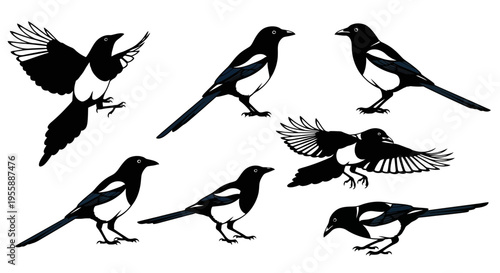 Set of Seven Black and White Magpie Birds in Various Poses, Isolated on White Background