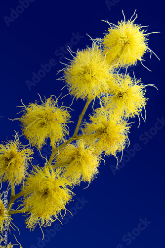 Mimosa (Acacia dealbata), Fabaceae. evergreen tree, ornamental plant, yellow flower.