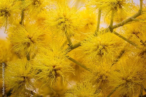 Mimosa (Acacia dealbata), Fabaceae. evergreen tree, ornamental plant, yellow flower.