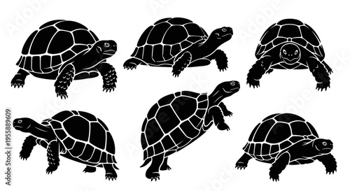 Set of six black and white silhouette illustrations of tortoises in various poses, isolated on white background.