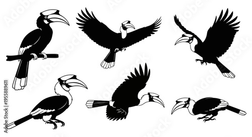 Set of Six Black and White Silhouettes of Hornbills in Various Poses