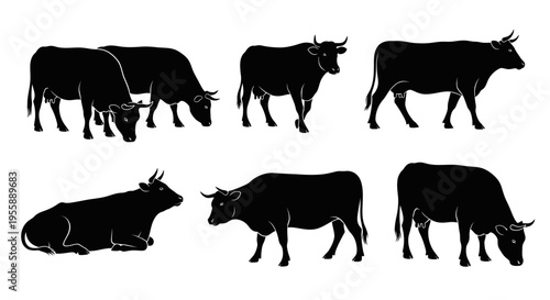 Set of Six Black Cow Silhouettes on White Background, Various Poses