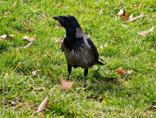 Fotografie Zealous crow explores its environment