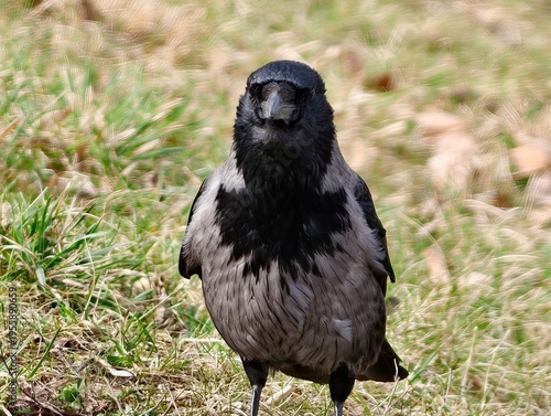 Foto Observant city crow surveys surroundings
