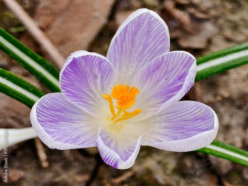 Vivid flower detail. An intimate botanical observation of crocus flower under gentle morning illumination
