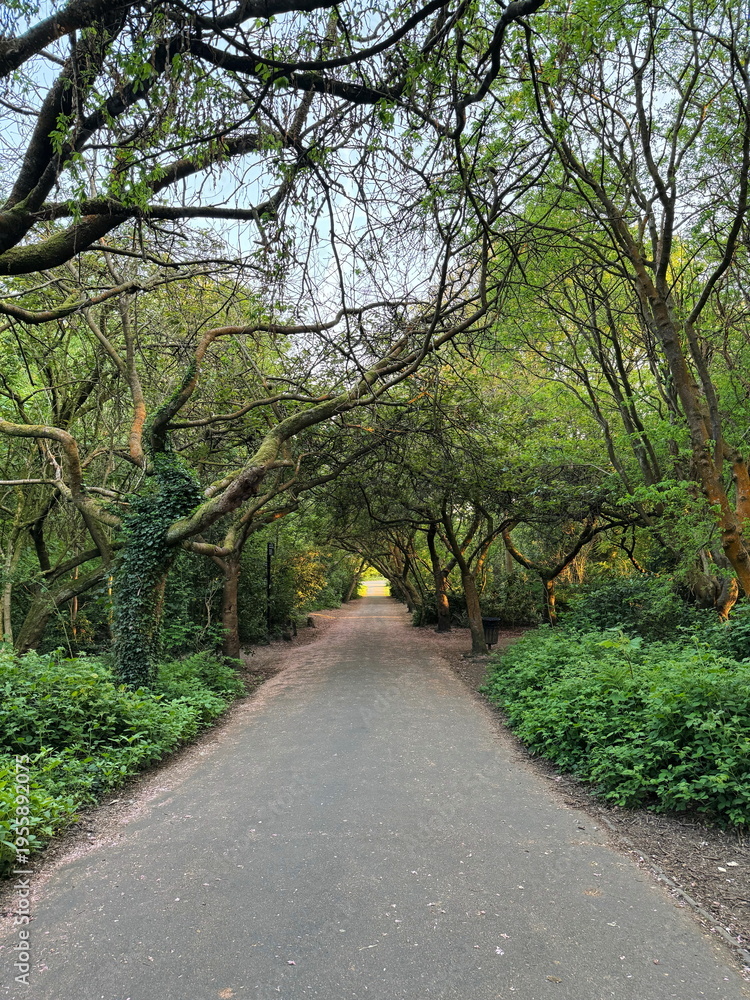 Fototapeta premium Peaceful park path surrounded by dense greenery and curved tree branches creating a canopy in spring. Heaton Park, Manchester