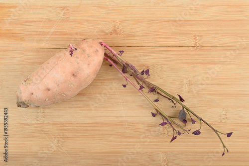 Sprouting sweet potato tuber on wooden background.