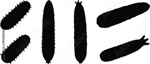 Sea cucumber silhouette set. Marine invertebrate vector collection with multiple shapes and body variations. Ocean animal silhouettes isolated for biology, education, and graphic design use.