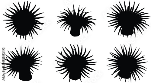 Sea anemone silhouette set. Detailed radial tentacle marine forms with natural variations. Ocean invertebrate vector collection for underwater design, biology, and creative use.