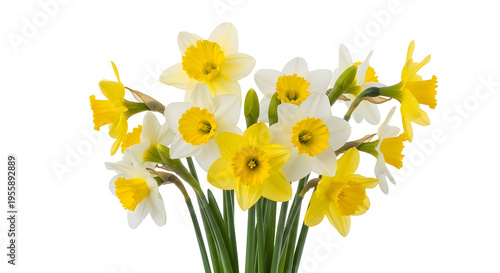 A bouquet of yellow and white daffodils