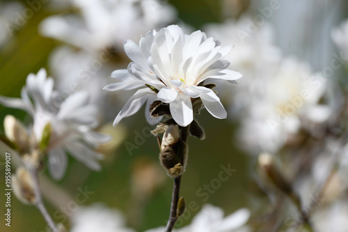 Soft Whisper of Spring Blossoms