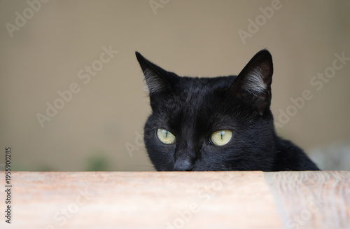 Focused black cat behind stairs