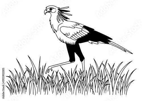 Secretary Bird Walking in Tall Grass Savannah Illustration Hand Drawn Engraving Style Vector Art for Wildlife and Nature Designs