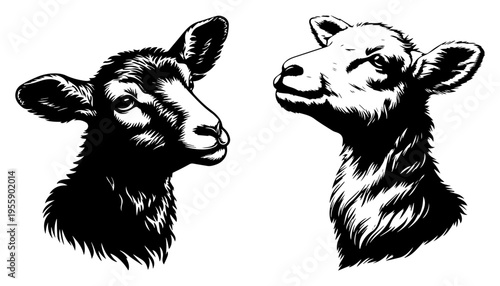 Sheep and Lamb Head Portraits Illustration Hand Drawn Woodcut Style Vector Art for Farm and Nature Themes