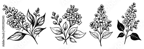 Lilac Flower Botanical Illustration Set Hand Drawn Syringa Blossoms Line Art Vector for Spring and Wedding Designs