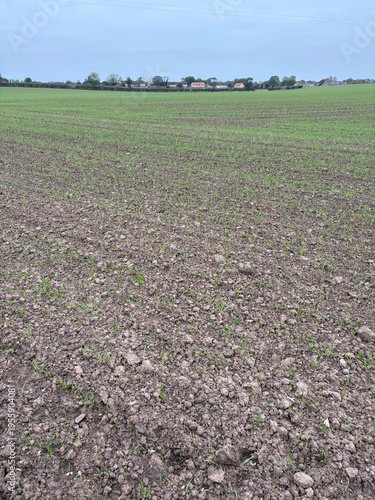 Freshly emerged wheat plants growing in a field in North Yorkshire, England, United Kingdom