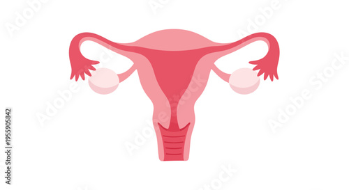 Simplified uterus and ovaries illustration symbolizing female reproductive system and health
