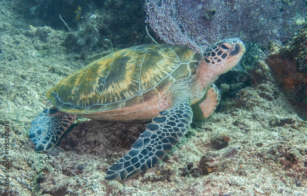 Fototapeta premium green sea turtle (Chelonia mydas), Sipadan Island, Sabah, Malaysia, Borneo