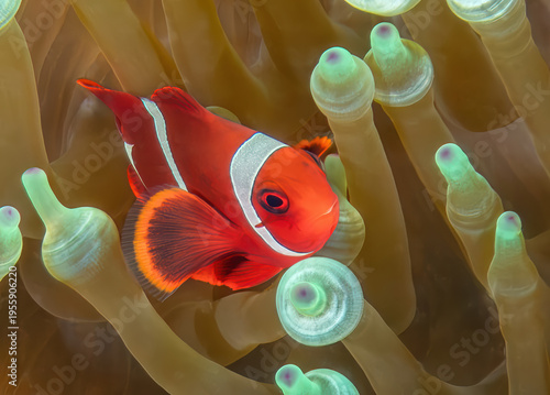 Tomato Clownfish (Amphiprion frenatus) in a Bubble-tip Anemone (Entacmaea quadricolor), reefs of Sipadan Island, Sabah, Malaysia, Borneo