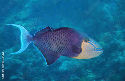 Red‑toothed triggerfish (Odonus niger), Red‑toothed triggerfish (Odonus niger), the reefs of Sipadan Island, Sabah, Malaysia, Borneo	
