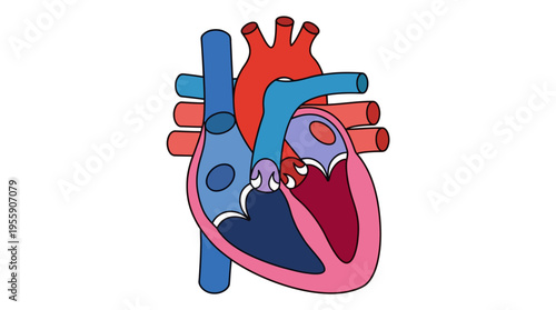 This vibrant heart illustration showcases the anatomy of a heart complemented by blood vessels, emphasizing its colorful design and artistic representation of human anatomy.